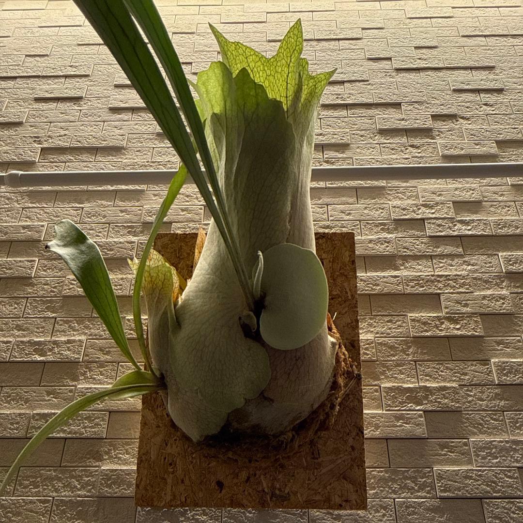 ビカクシダ ブルービーナス