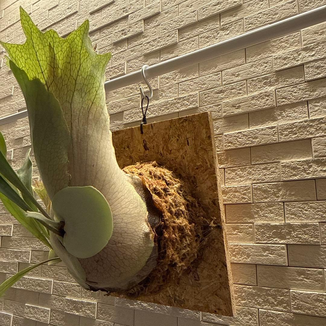 ビカクシダ ブルービーナス