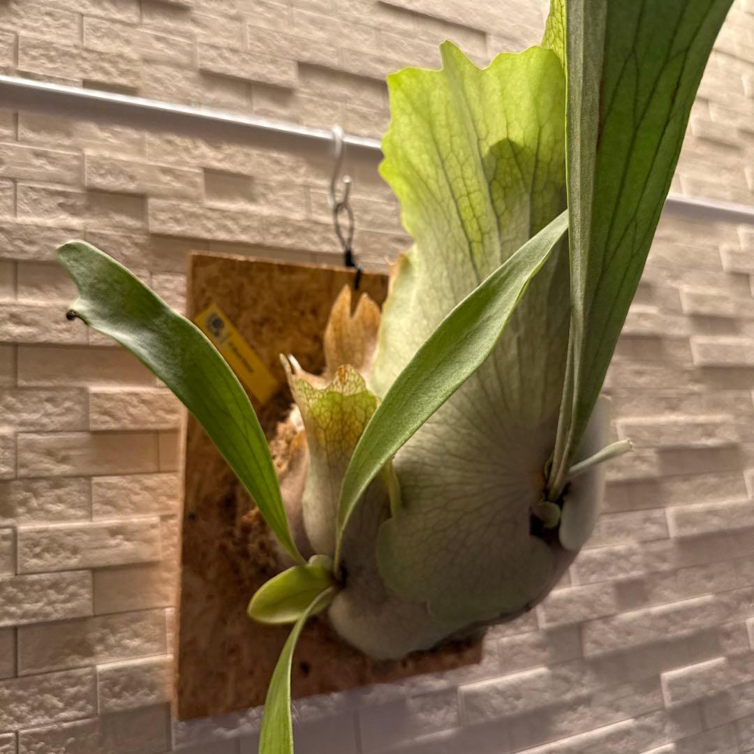 ビカクシダ ブルービーナス