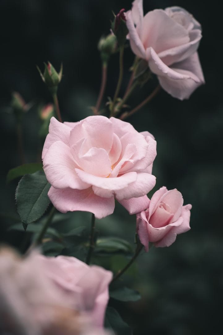 日独融合！鮮やかな中望遠 Leica Elmar-c 90mm F4 Mマウント