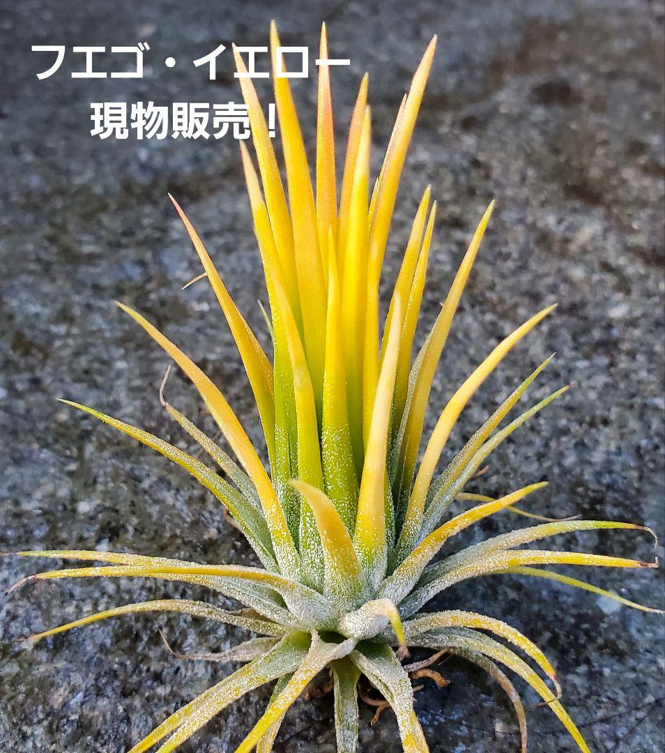 ブロメリア・エアープランツ Tillandsia ionantha Fuego Yellow