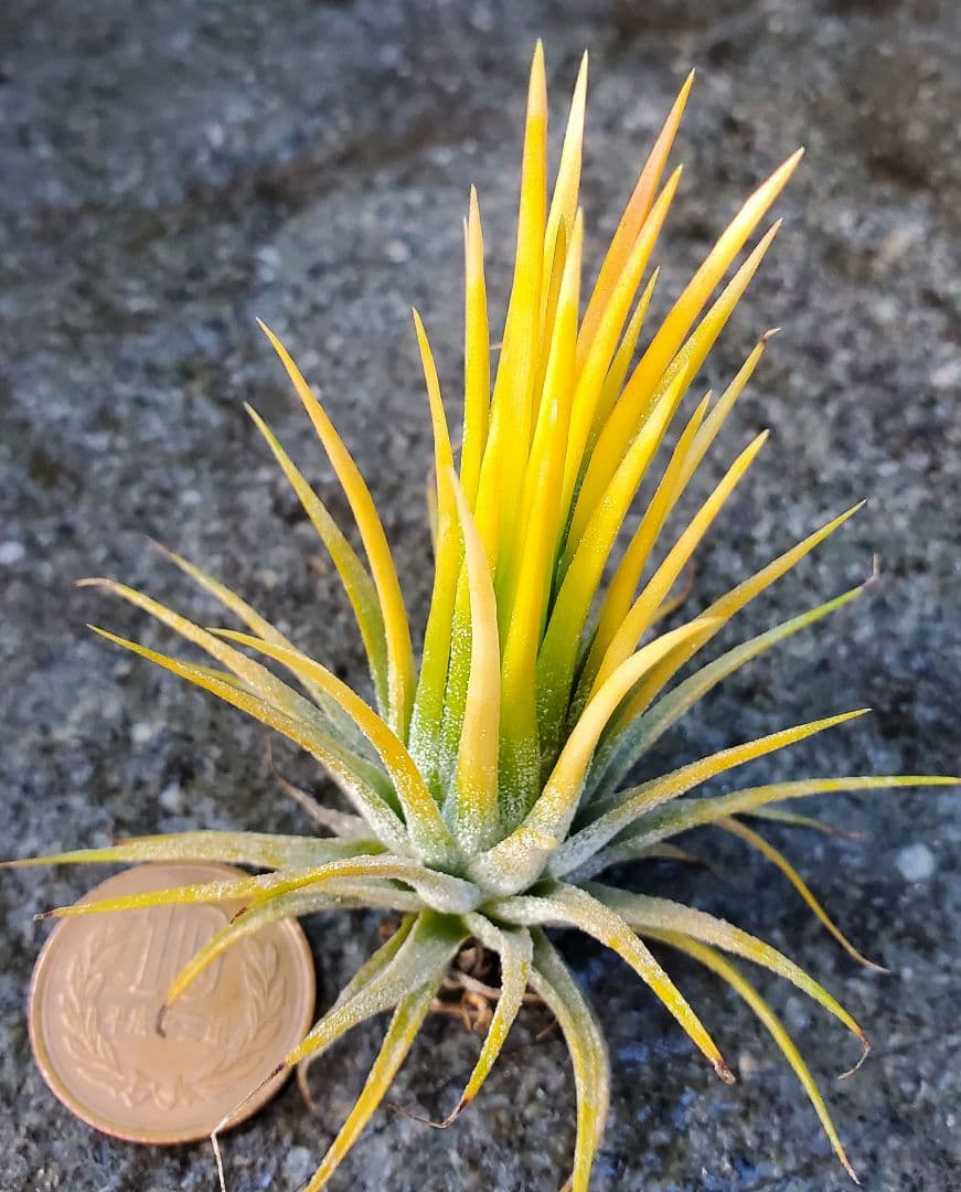 ブロメリア・エアープランツ Tillandsia ionantha Fuego Yellow