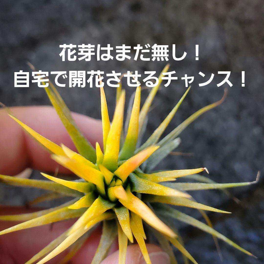 ブロメリア・エアープランツ Tillandsia ionantha Fuego Yellow
