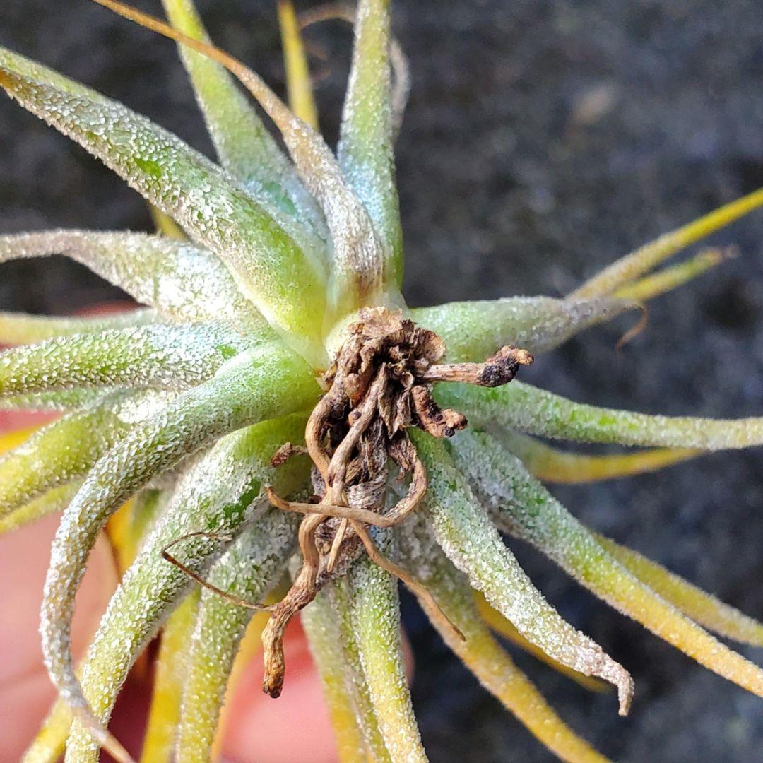 ブロメリア・エアープランツ Tillandsia ionantha Fuego Yellow