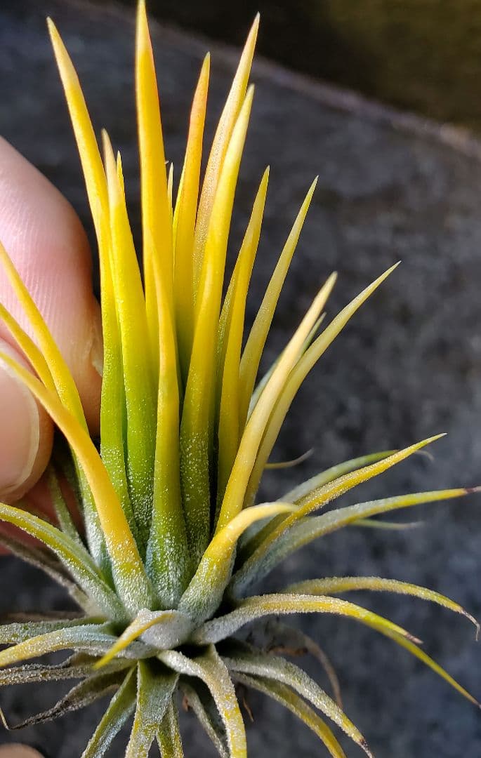 ブロメリア・エアープランツ Tillandsia ionantha Fuego Yellow