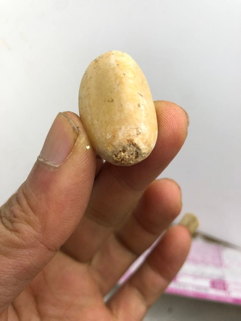 小*林様 Q82エンセファラルトス ホリダス 種子1粒