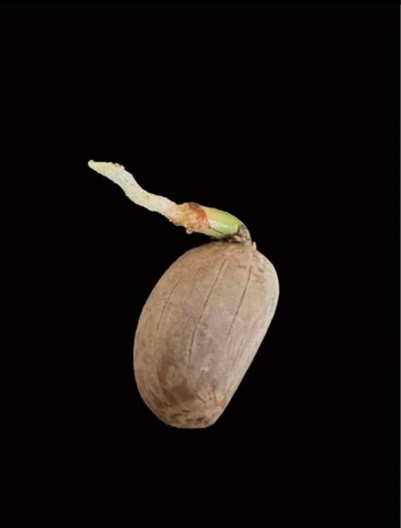 小*林様 Q82エンセファラルトス ホリダス 種子1粒