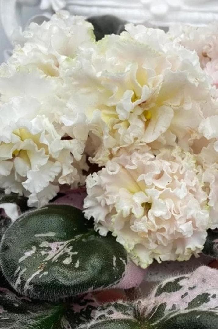 セントポーリア AB (AV) White Chocolate