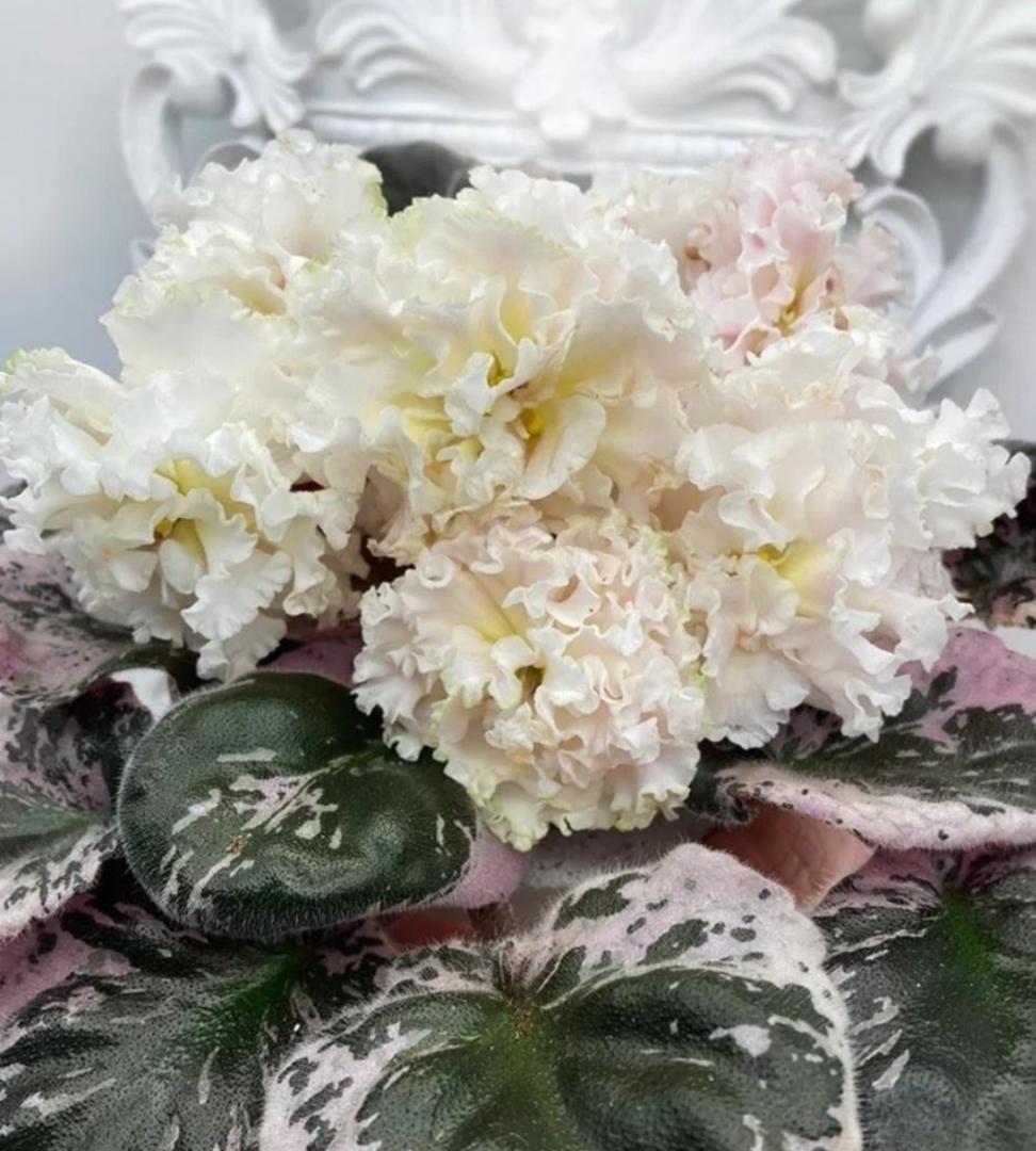 セントポーリア AB (AV) White Chocolate