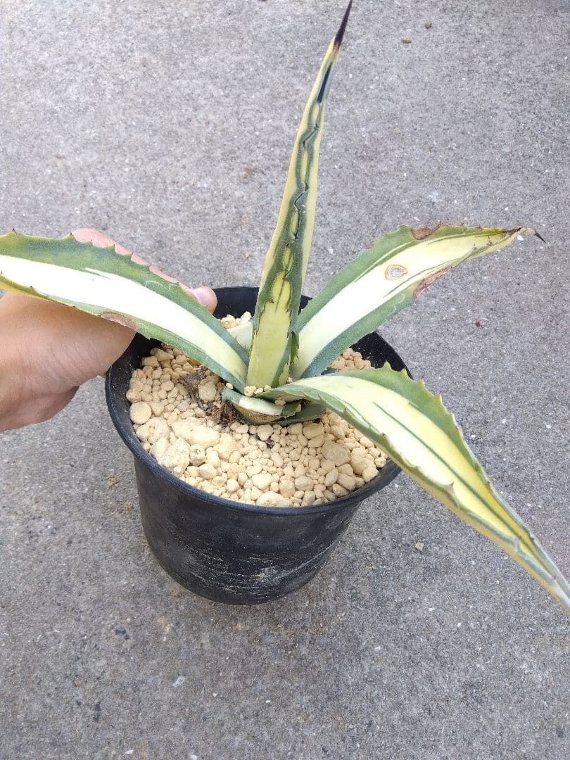 アガベ　那智の輝き　中斑　40センチ❗　①