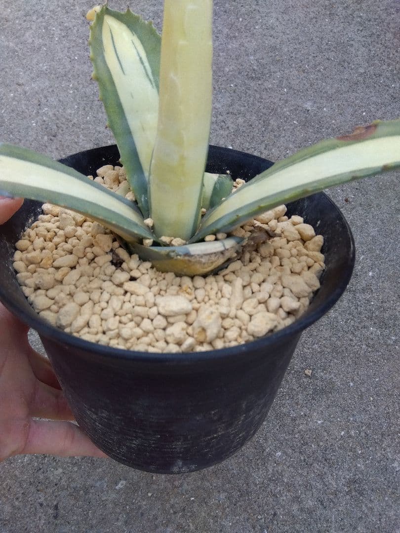 アガベ　那智の輝き　中斑　40センチ❗　①