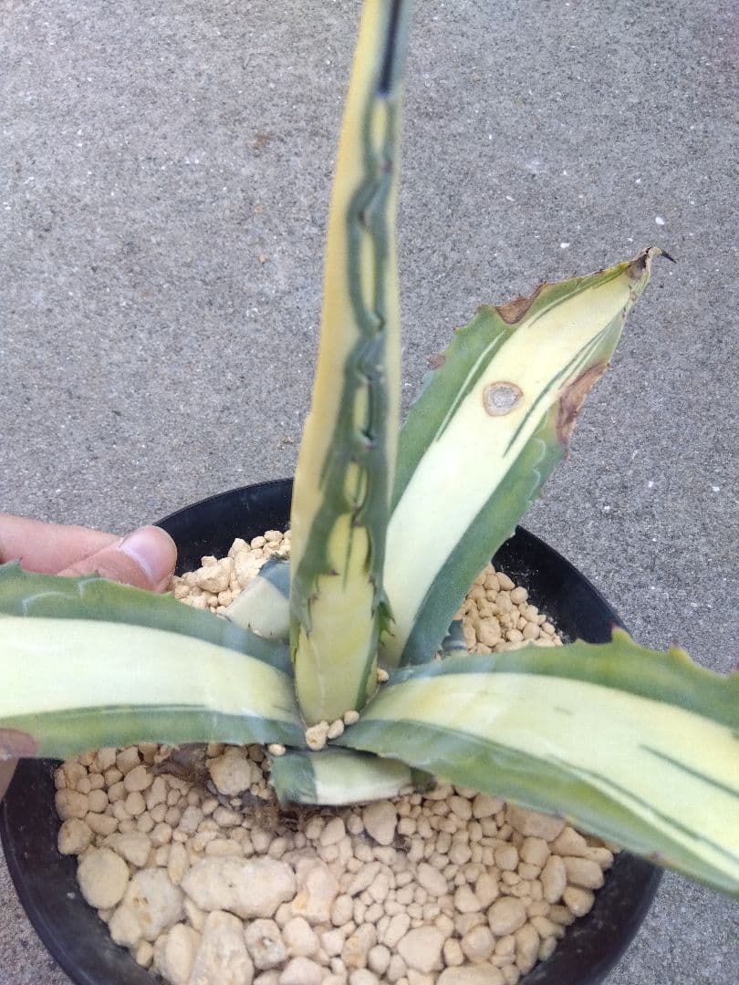 アガベ　那智の輝き　中斑　40センチ❗　①