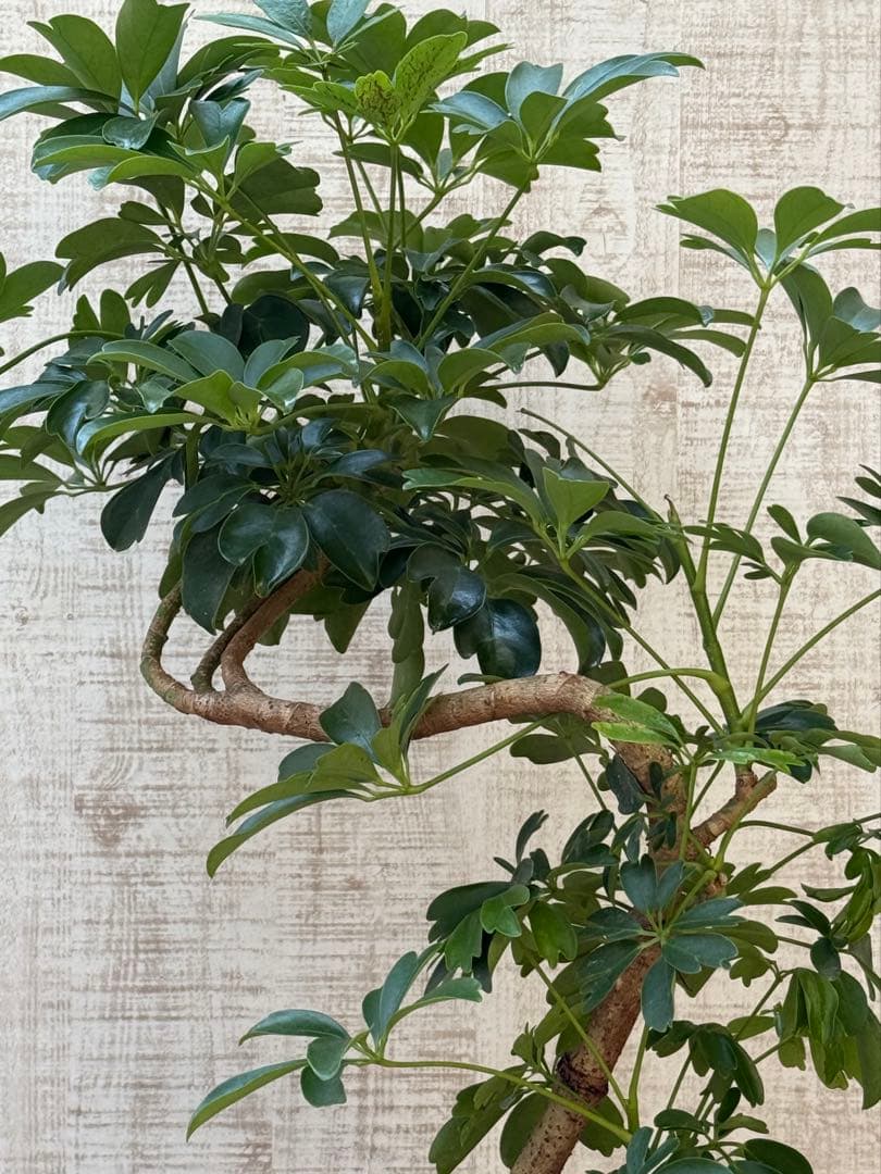 ☆ シェフレラ レナータ♪ 74cm 曲がりフォルム♪