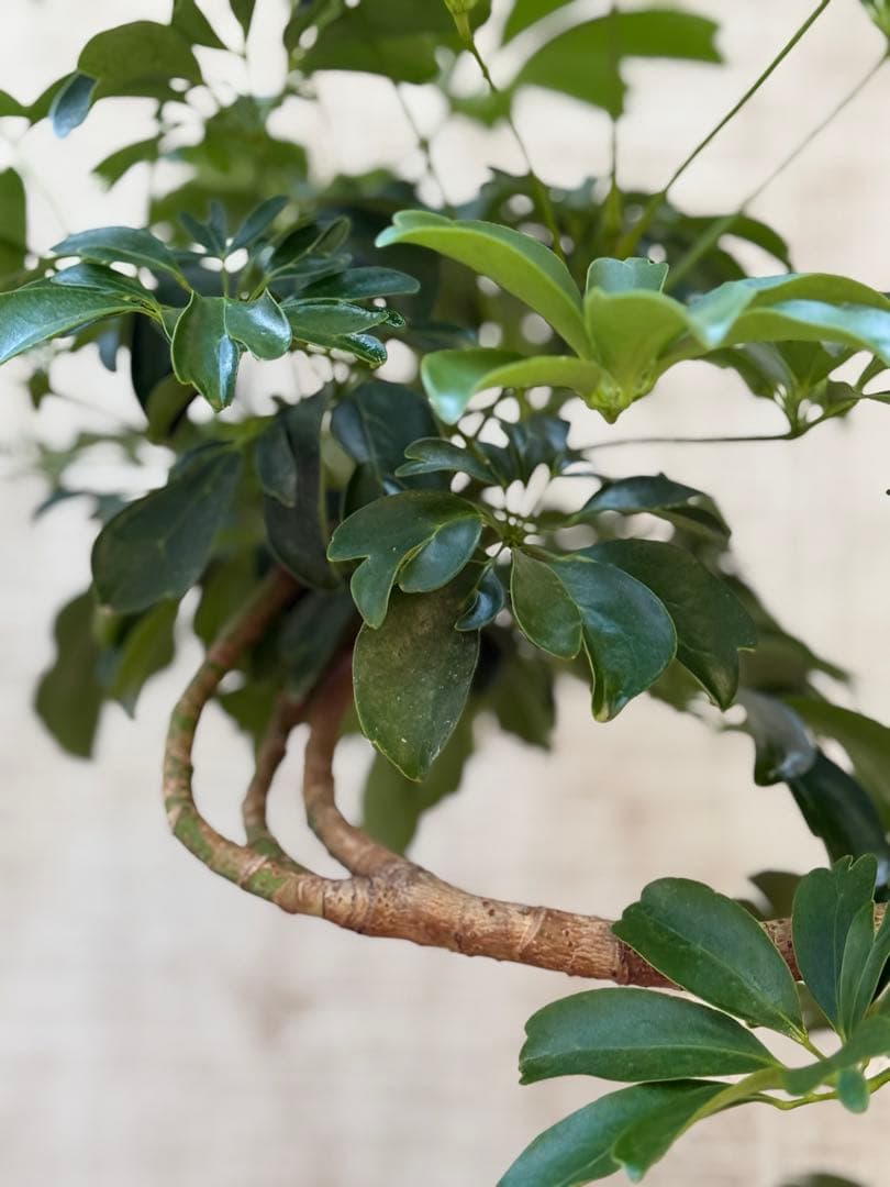 ☆ シェフレラ レナータ♪ 74cm 曲がりフォルム♪