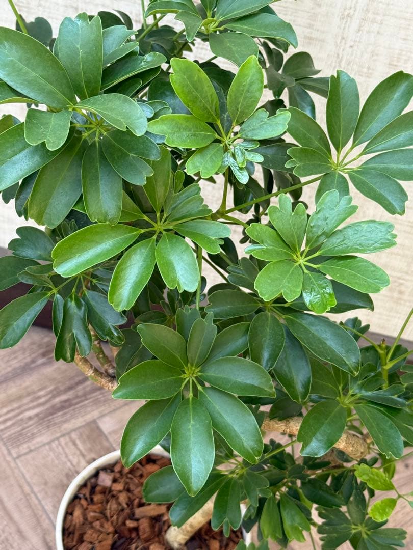 ☆ シェフレラ レナータ♪ 74cm 曲がりフォルム♪