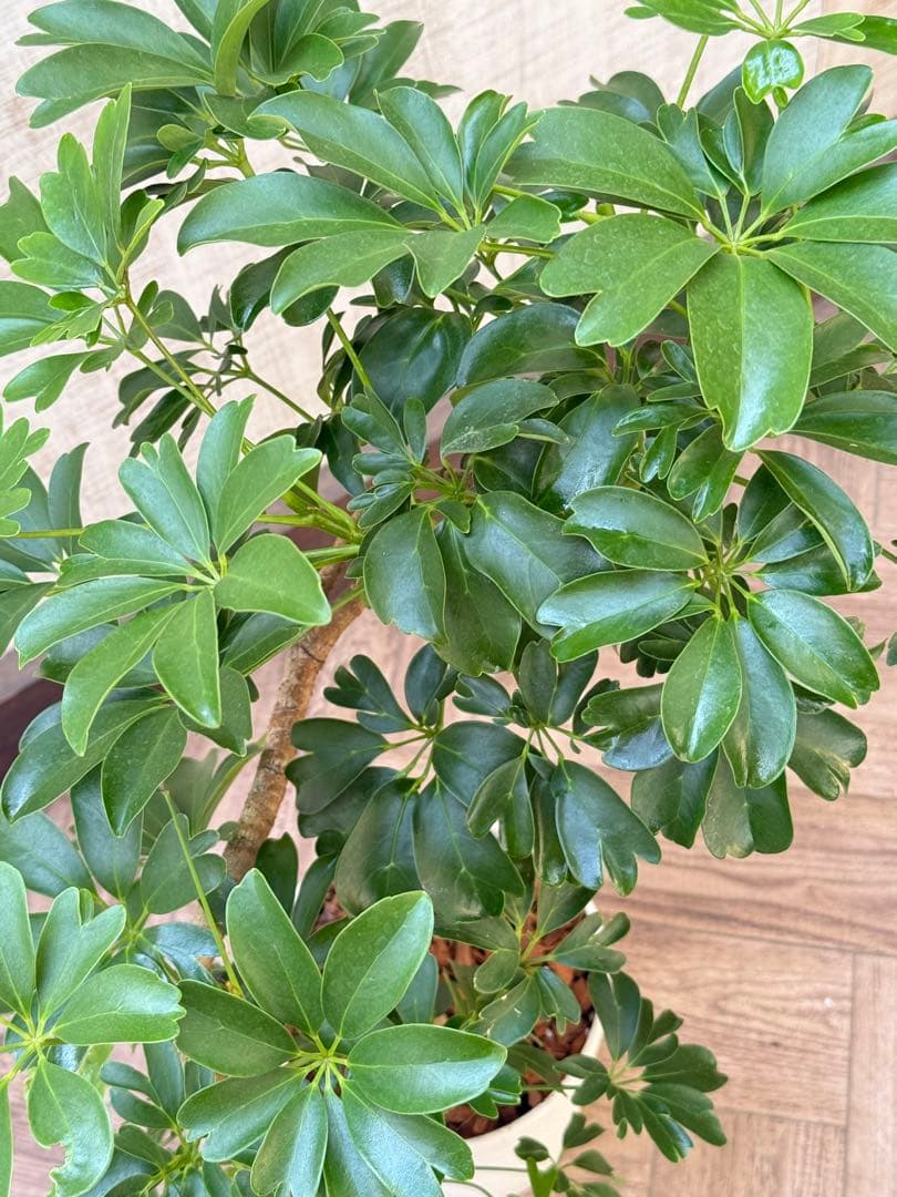 ☆ シェフレラ レナータ♪ 74cm 曲がりフォルム♪