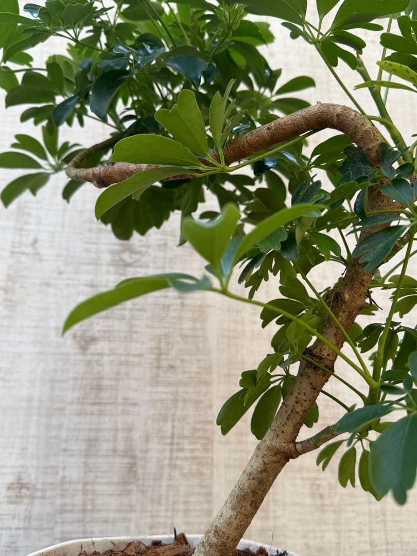 ☆ シェフレラ レナータ♪ 74cm 曲がりフォルム♪