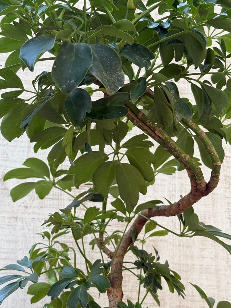 ☆ シェフレラ レナータ♪ 74cm 曲がりフォルム♪