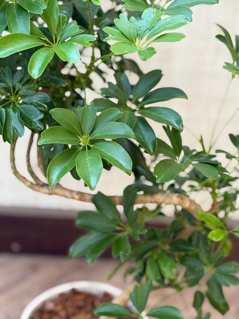 ☆ シェフレラ レナータ♪ 74cm 曲がりフォルム♪