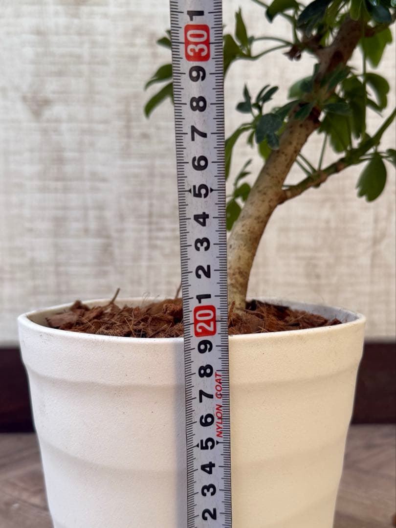 ☆ シェフレラ レナータ♪ 74cm 曲がりフォルム♪