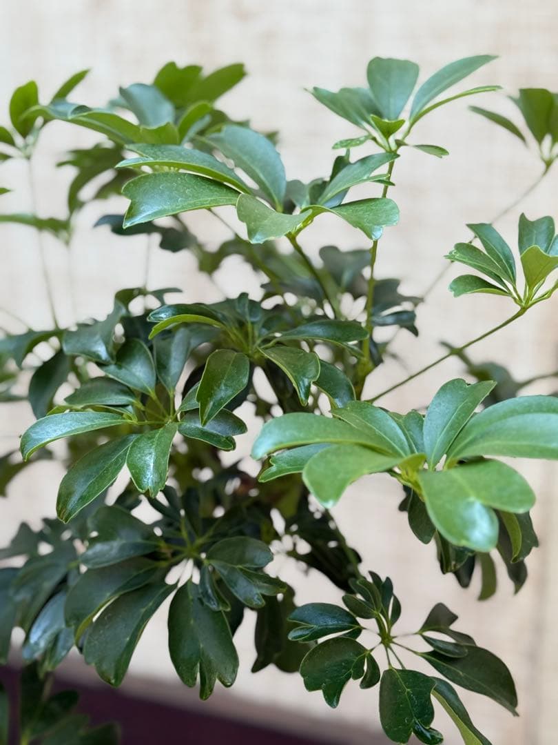 ☆ シェフレラ レナータ♪ 74cm 曲がりフォルム♪