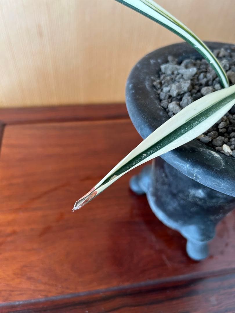 ⭕️超希少　万年青　天朝鶴　大葉　鉢ごとお願いします