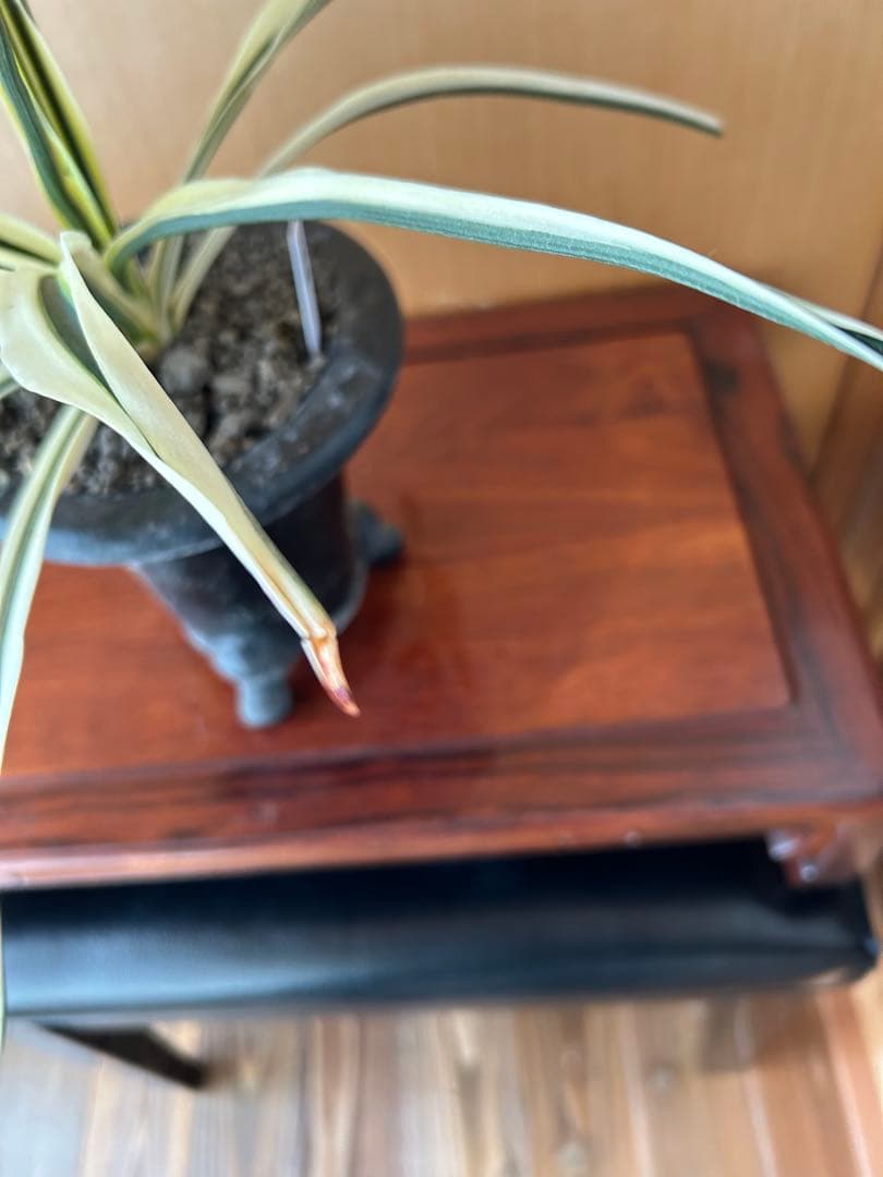 ⭕️超希少　万年青　天朝鶴　大葉　鉢ごとお願いします