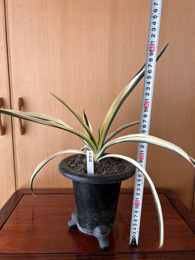 ⭕️超希少　万年青　天朝鶴　大葉　鉢ごとお願いします