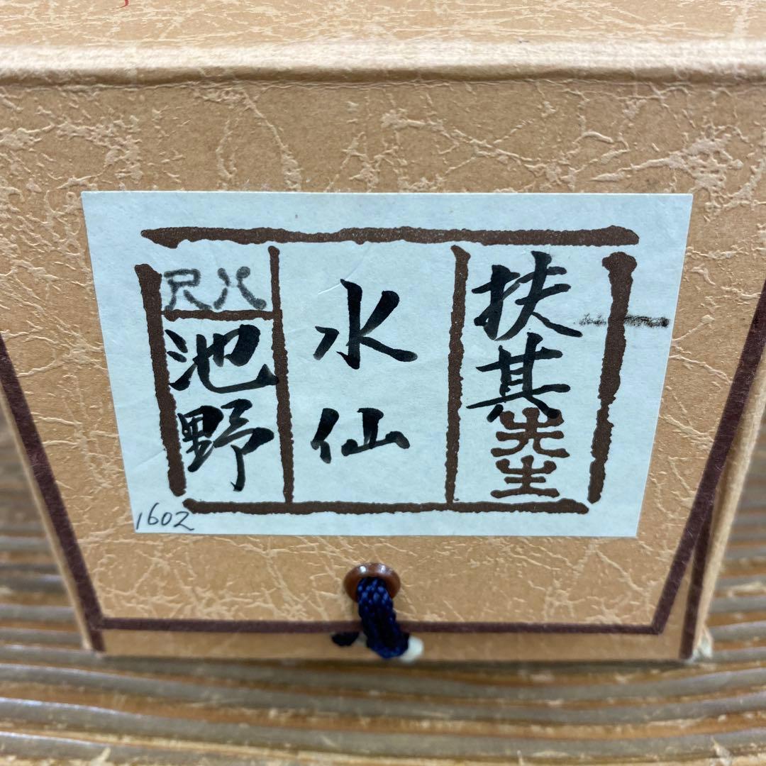 美品 掛け軸 池野扶其子作 水仙図 共箱 太巻き付 おもてなし