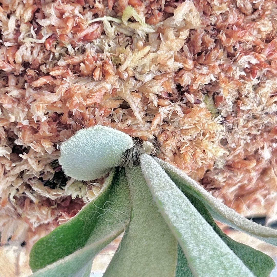 P. willinckii Jewel Sporeling【V08】