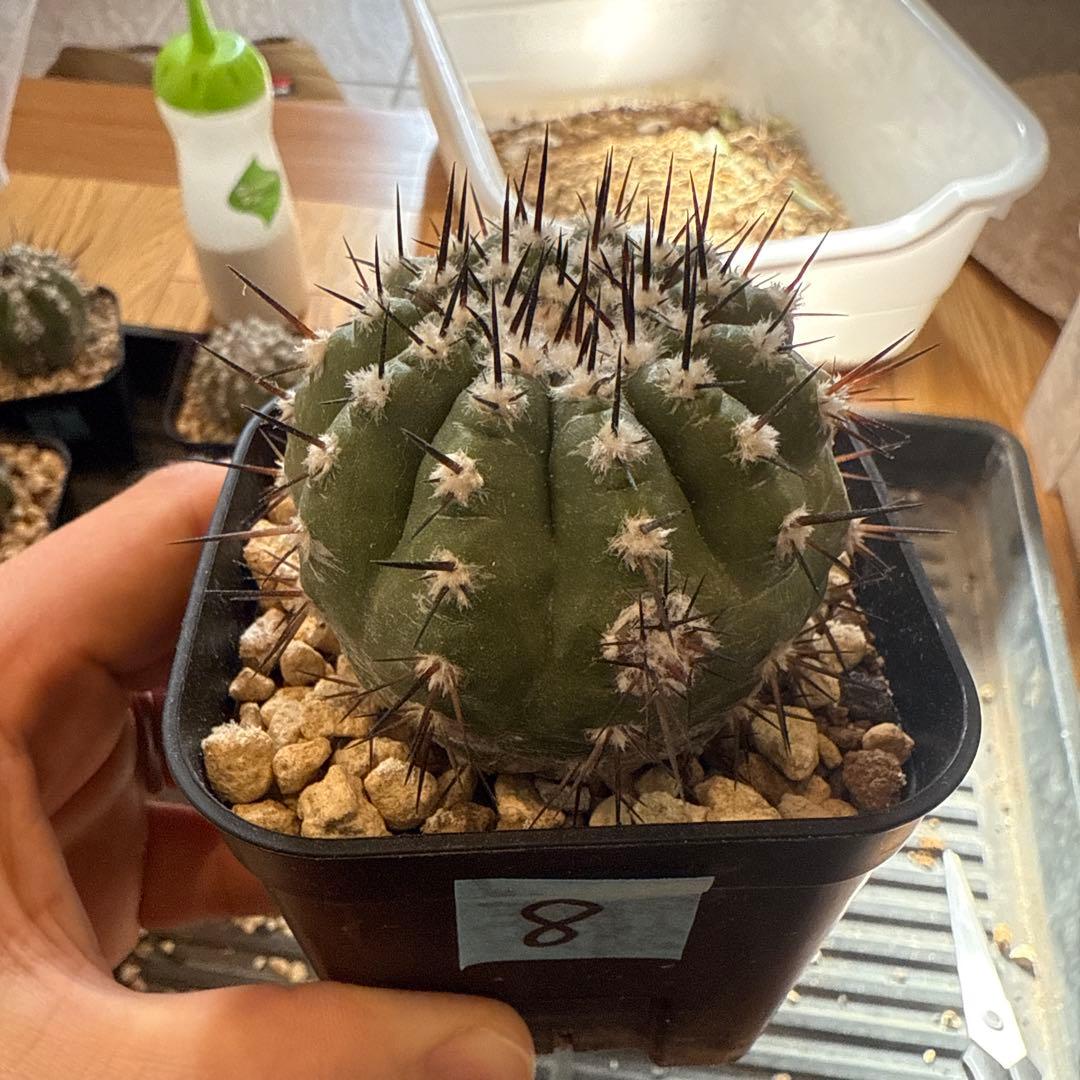 黒王丸　実生　接木　台付　発根済 8