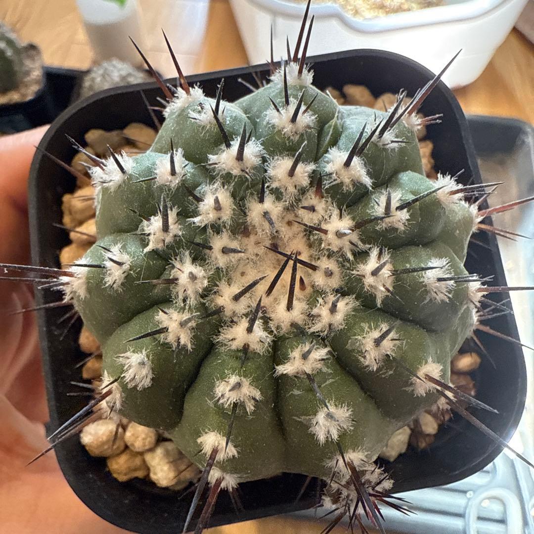 黒王丸　実生　接木　台付　発根済 8