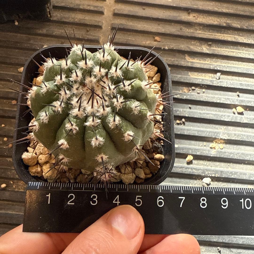 黒王丸　実生　接木　台付　発根済 8