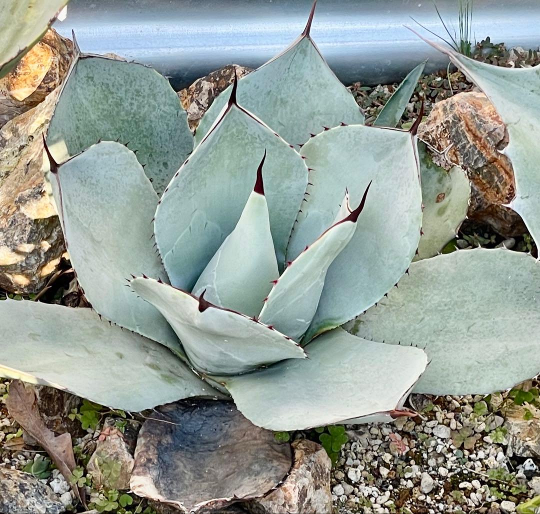 アガベ パリートランカータハンティントン　大株　ドライガーデン　耐寒性