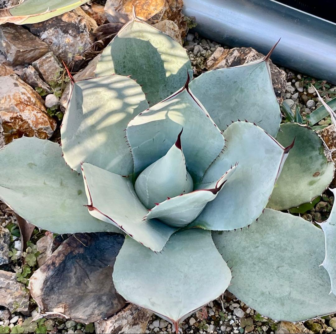 アガベ パリートランカータハンティントン　大株　ドライガーデン　耐寒性