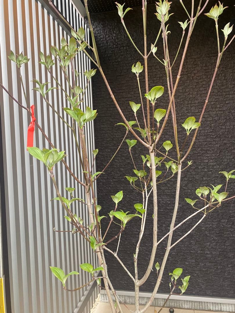 ハナミズキ　アップルブロッサム