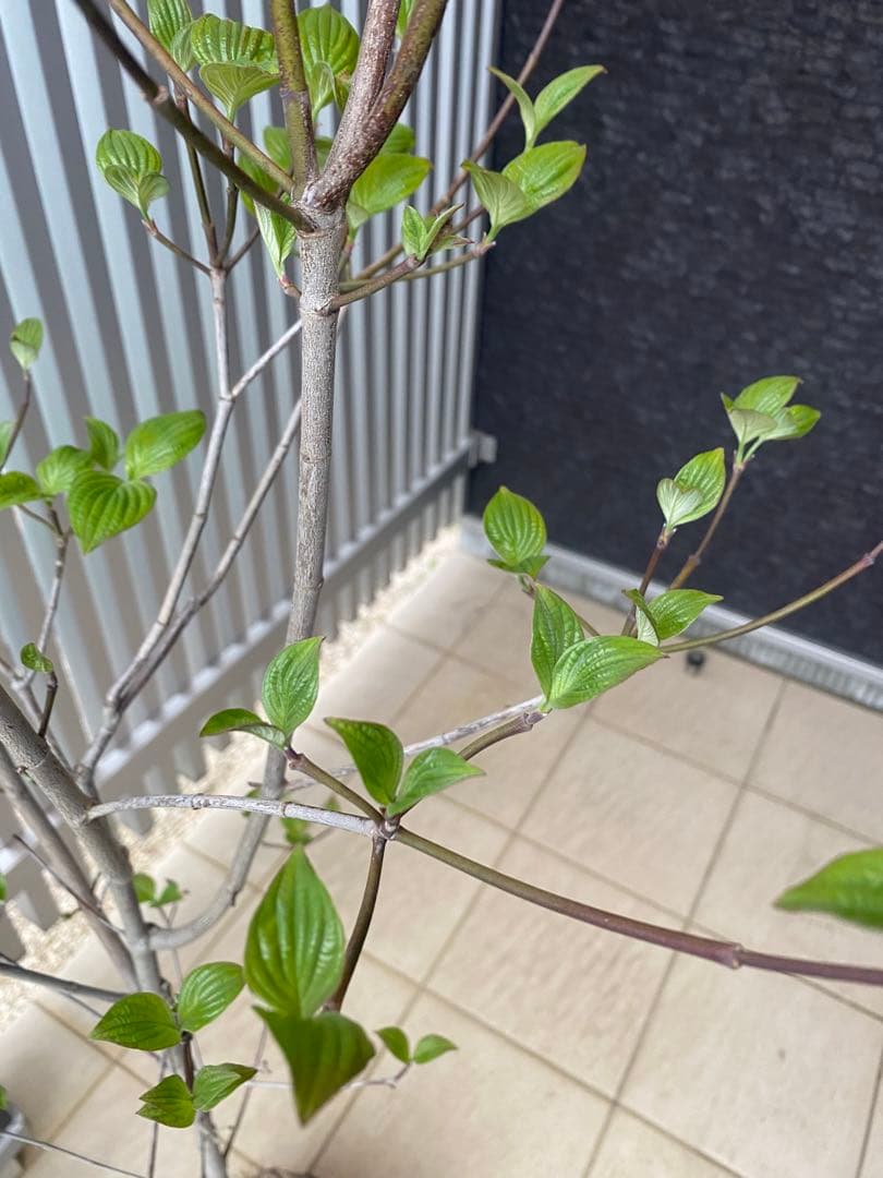 ハナミズキ　アップルブロッサム