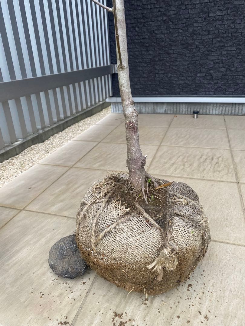 ハナミズキ　アップルブロッサム