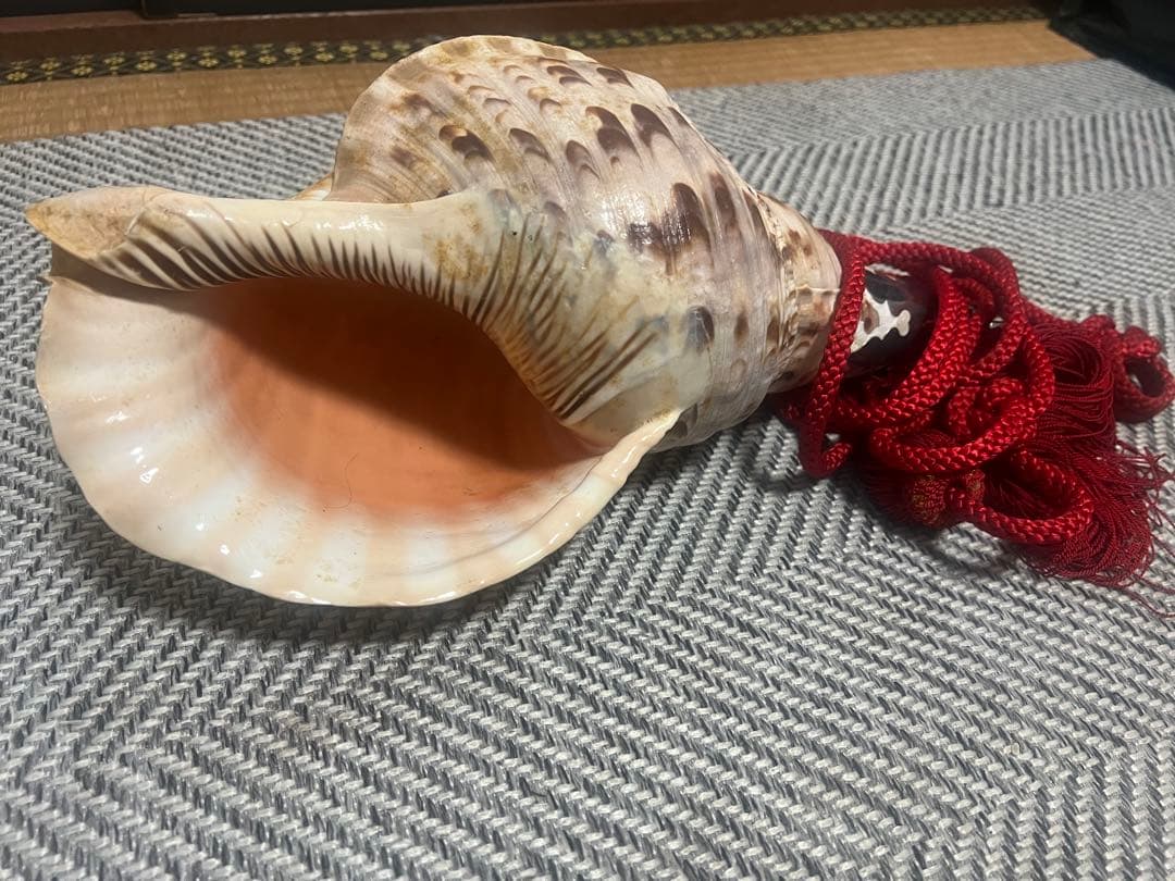 貝の楽器 赤い紐付き　ホラガイ