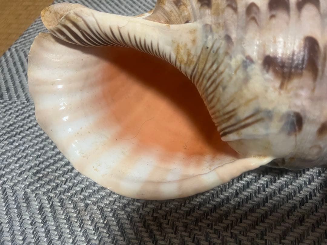 貝の楽器 赤い紐付き　ホラガイ