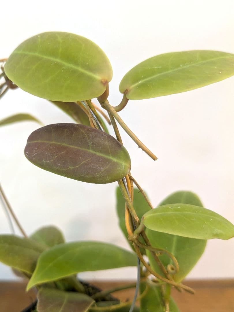 ホヤ ダーウィニー ヌエバ ビスカヤ ルソン アリ植物