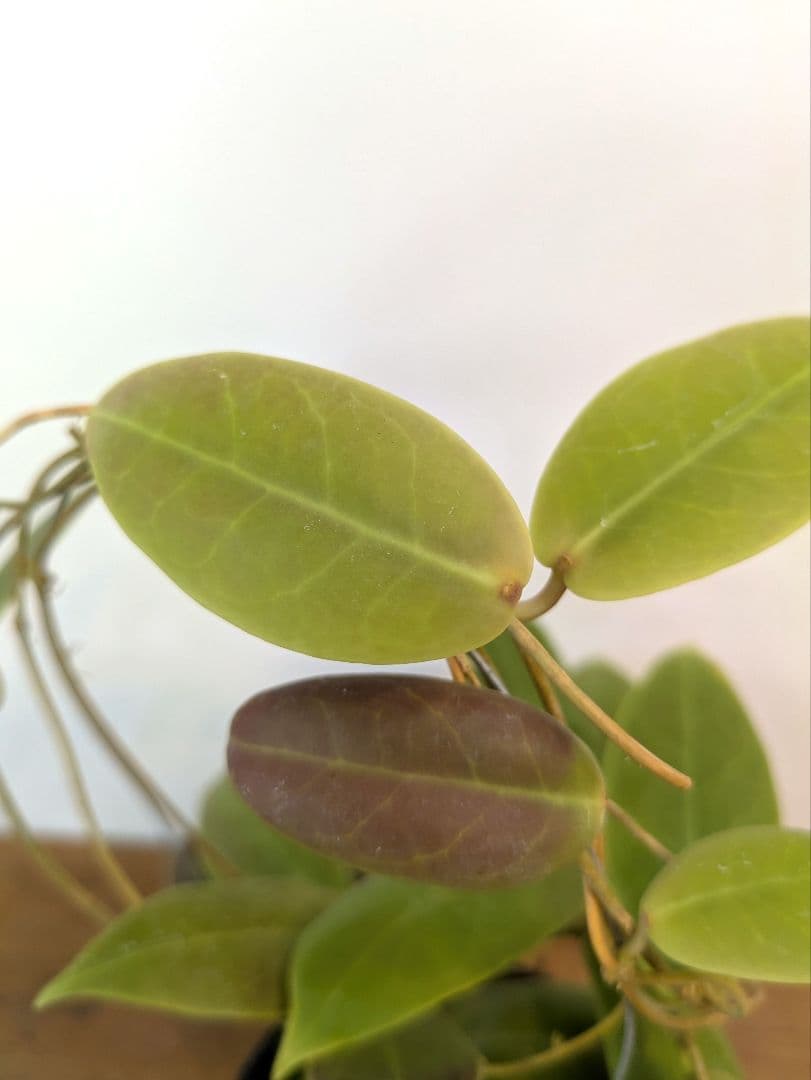 ホヤ ダーウィニー ヌエバ ビスカヤ ルソン アリ植物