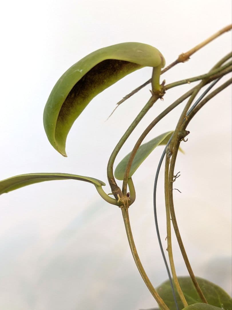 ホヤ ダーウィニー ヌエバ ビスカヤ ルソン アリ植物