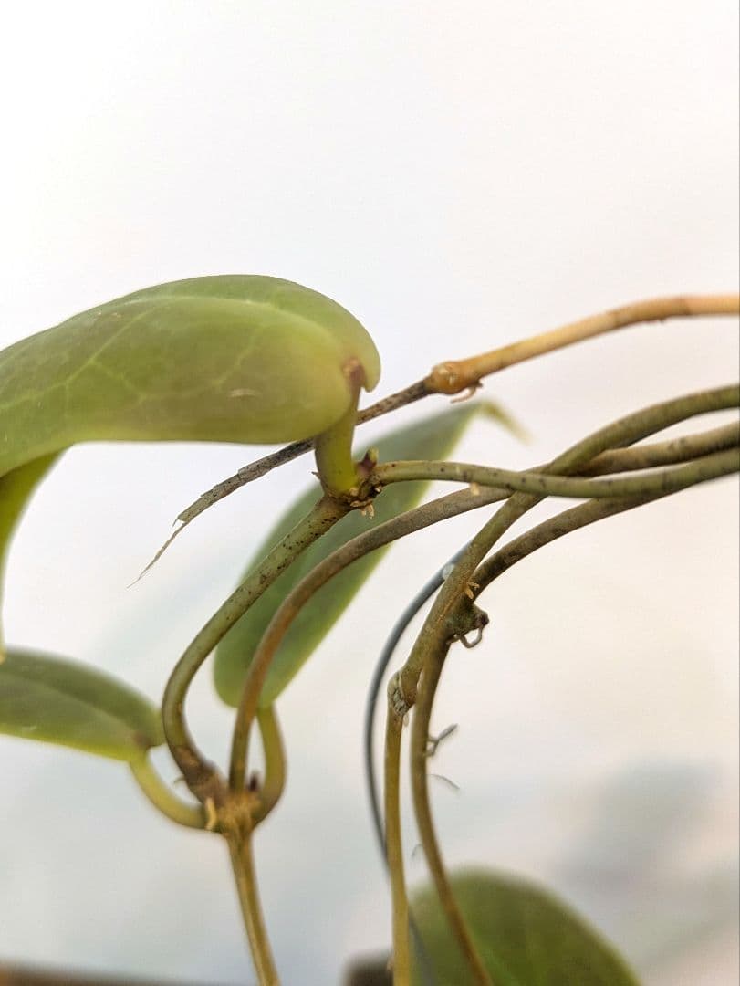 ホヤ ダーウィニー ヌエバ ビスカヤ ルソン アリ植物