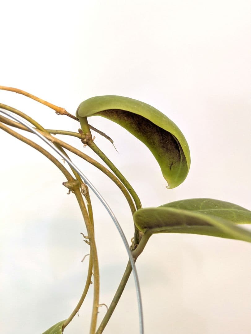 ホヤ ダーウィニー ヌエバ ビスカヤ ルソン アリ植物