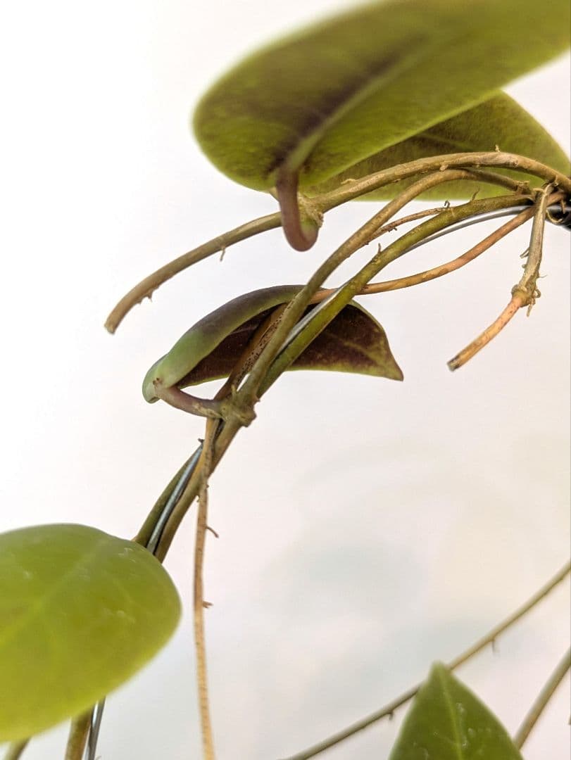 ホヤ ダーウィニー ヌエバ ビスカヤ ルソン アリ植物