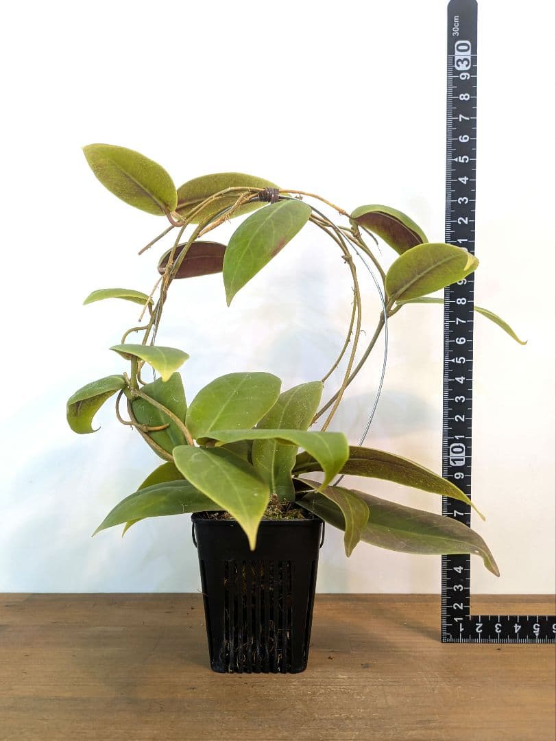 ホヤ ダーウィニー ヌエバ ビスカヤ ルソン アリ植物