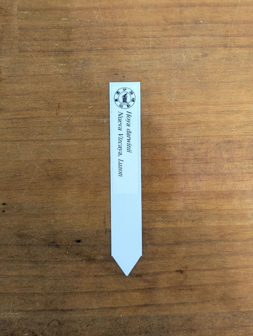 ホヤ ダーウィニー ヌエバ ビスカヤ ルソン アリ植物