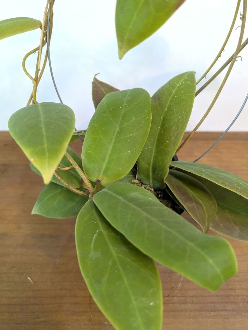 ホヤ ダーウィニー ヌエバ ビスカヤ ルソン アリ植物