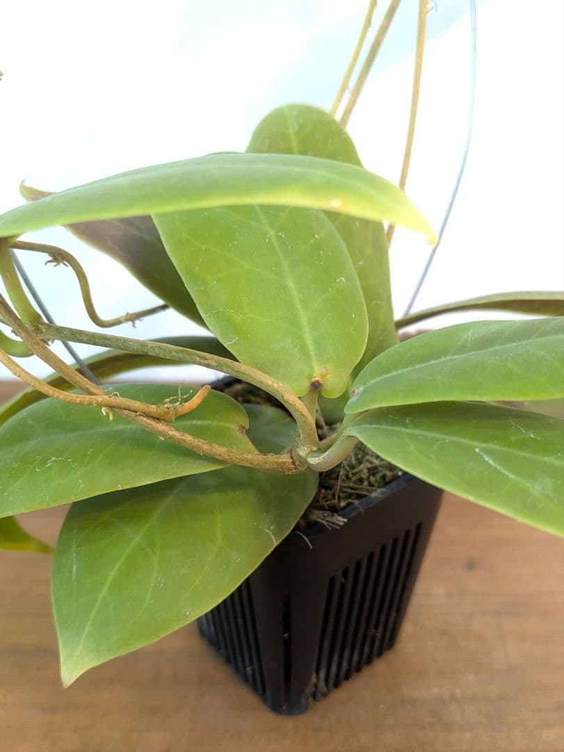ホヤ ダーウィニー ヌエバ ビスカヤ ルソン アリ植物